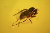 Fossil Fly (Diptera) & Spider (Aranea) In Baltic Amber #50649-3
